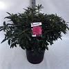 Rhododendron 'Anah Kruschke' Pot 30 Liter 