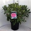 Rhododendron 'Anna Rose Whitney' Pot 20 Liter