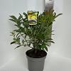 Rhododendron (AK) 'Anneke' Pot 5 Liter 30 - 40 cm