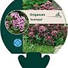 Origanum 'Rosenkuppel' Pot 9 cm