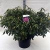 Rhododendron 'Catawb. Grandiflorum' Pot 40 Liter 80 - 100 cm