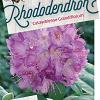 Rhododendron 'Catawb. Grandiflorum' Pot 85 Liter 