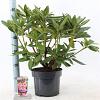 Rhododendron 'Cosmopolitan' Pot 5 Liter 30 - 40 cm