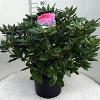 Rhododendron 'Cosmopolitan' Pot 20 Liter