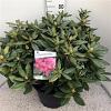 Rhododendron 'Cosmopolitan' Pot 30 Liter 