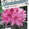 Rhododendron 'Cosmopolitan' Pot 30 Liter 