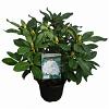 Rhododendron 'Cunningham's White' Pot 5 Liter 30 - 40 cm