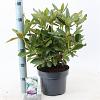 Rhododendron 'Cunningham's White' Pot 5 Liter 30 - 40 cm