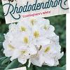 Rhododendron 'Cunningham's White' Pot 20 Liter