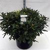 Rhododendron 'Cunningham's White' Pot 70 Liter 
