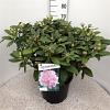 Rhododendron (Y) 'Doc' Pot 20 Liter