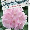 Rhododendron (Y) 'Doc' Pot 40 liter 60 - 70 cm