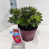 Rhododendron Encore Autumn Fire Pot 3 liter 25-30cm