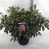 Rhododendron 'Etoile de Sleidinge' Pot 40 Liter 80 - 100 cm