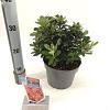 Rhododendron (AJ) Geisha Orange Pot 3 liter 20-25cm 