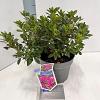 Rhododendron (AJ) Geisha Purple Pot 3 liter 20-25cm 
