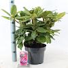 Rhododendron 'Germania' Pot 5 Liter 30 - 40 cm