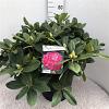 Rhododendron 'Germania' Pot 30 Liter 