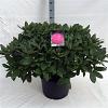 Rhododendron 'Germania' Pot 40 Liter 