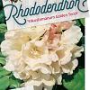 Rhododendron (Y) 'Golden Torch' Pot 10 liter