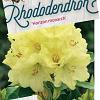 Rhododendron 'Horizon Monarch' Pot 40 liter 60 - 70 cm