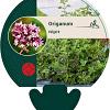 Origanum vulgare Pot 9 cm