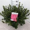 Rhododendron (AJ) 'Insurpassable' Pot 10 liter