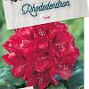 Rhododendron 'Leo' Pot 20 liter 50 - 60 cm