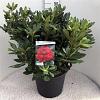 Rhododendron 'Lord Roberts' Pot 30 Liter 