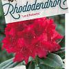 Rhododendron 'Lord Roberts' Pot 40 liter 60 - 70 cm