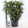 Rhododendron 'Madame Masson' Pot 5 Liter 30 - 40 cm