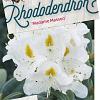 Rhododendron 'Madame Masson' Pot 80 liter 70 - 80 cm