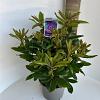 Rhododendron 'Marcel Menard' Pot 5 Liter 30 - 40 cm