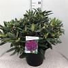 Rhododendron 'Marcel Menard' Pot 30 Liter 