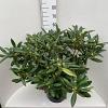 Rhododendron 'Marcel Menard' Pot 20 Liter 60 - 80 cm