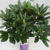 Rhododendron 'Marcel Menard' Pot 10 liter 50 - 60 cm