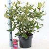 Rhododendron 'Nova Zembla' Pot 5 Liter 30 - 40 cm
