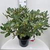 Rhododendron 'Nova Zembla' Pot 20 Liter 60 - 80 cm