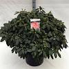 Rhododendron (Y) 'Percy Wiseman' Pot 40 Liter 