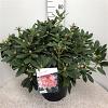 Rhododendron (Y) 'Percy Wiseman' Pot 20 liter 50 - 60 cm