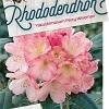 Rhododendron (Y) 'Percy Wiseman' Pot 80 liter 70 - 80 cm