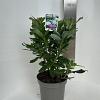 Rhododendron (AK) 'Persil' Pot 5 Liter 30 - 40 cm