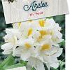 Rhododendron (AK) 'Persil' Pot 10 liter
