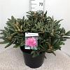 Rhododendron (Y) 'Polaris' Pot 20 Liter