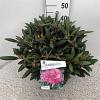 Rhododendron (Y) 'Polaris' Pot 10 liter 30 - 40 cm