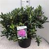 Rhododendron ponticum Pot 30 Liter 