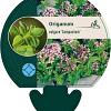 Origanum vulg. 'Compactum' Pot 9 cm