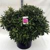 Rhododendron ponticum Pot 80 Liter 100 - 110 cm