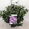 Rhododendron 'Praecox' Pot 10 liter