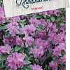 Rhododendron 'Praecox' Pot 20 Liter
